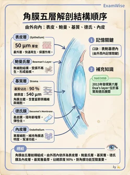 驗光師 - 眼球外層構造 - AI 圖文解析預覽