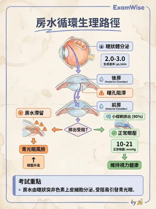 驗光師 - 眼球中層與前房 - AI 圖文解析預覽