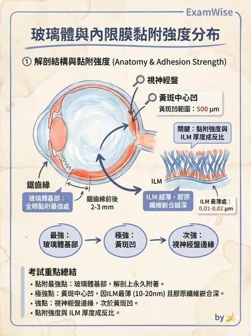 驗光師 - 水晶體與玻璃體 - AI 圖文解析預覽