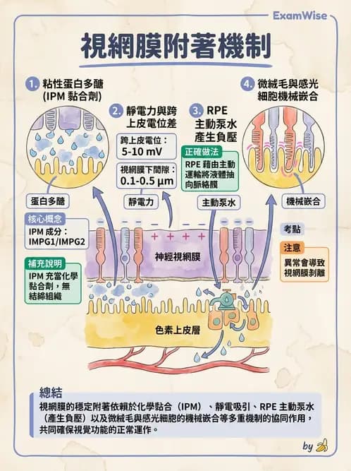 驗光師 - 視網膜 - AI 圖文解析預覽