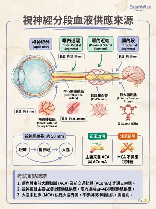 驗光師 - 視覺神經傳導系統 - AI 圖文解析預覽