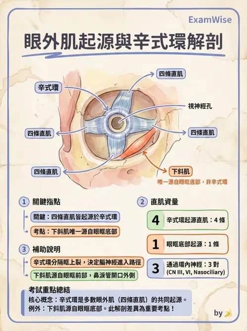 驗光師 - 眼外肌與眼球運動 - AI 圖文解析預覽