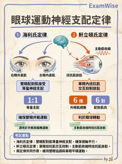 驗光師 - 眼外肌與眼球運動 - AI 圖文解析預覽