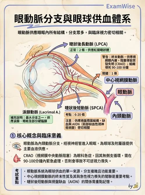 驗光師 - 眼循環系統 - AI 圖文解析預覽