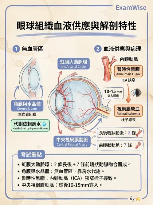 驗光師 - 眼循環系統 - AI 圖文解析預覽