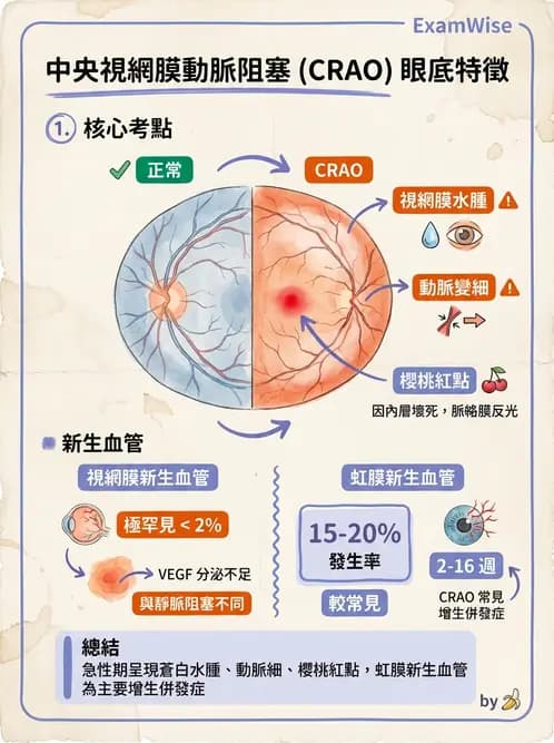 驗光師 - 眼循環系統 - AI 圖文解析預覽