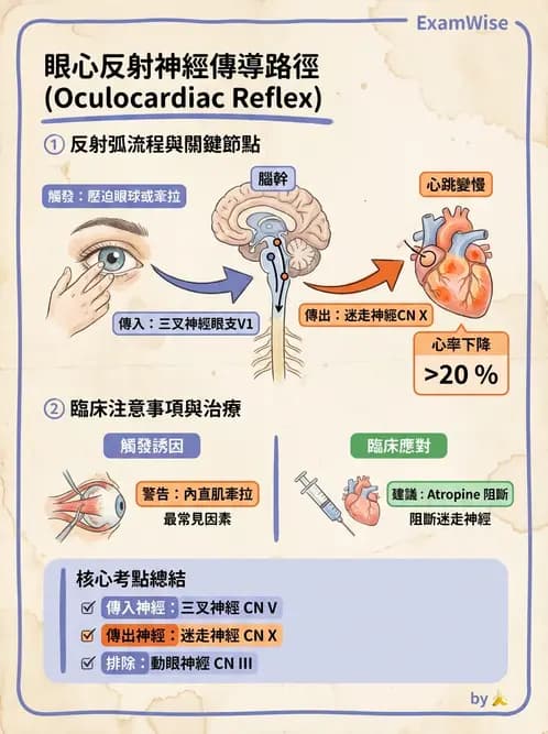 驗光師 - 眼部反射弧與自主神經調控 - AI 圖文解析預覽