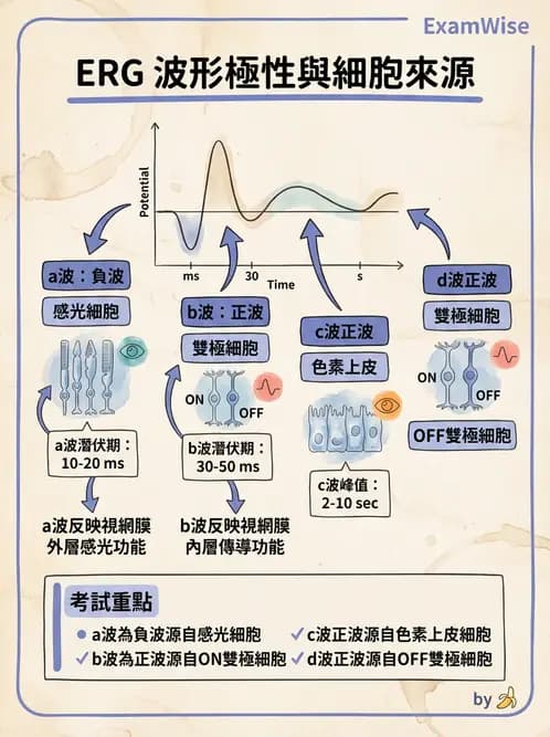 驗光師 - 視覺生理與檢查 - AI 圖文解析預覽