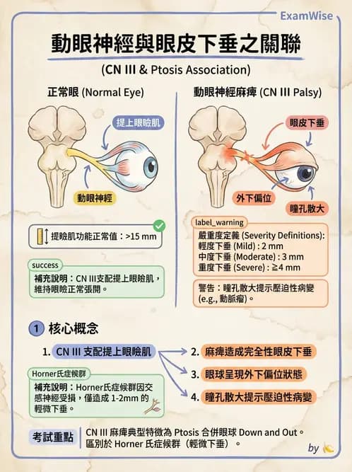 驗光師 - 眼部腦神經解剖與麻痺 - AI 圖文解析預覽