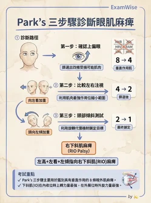 驗光師 - 斜視 - AI 圖文解析預覽