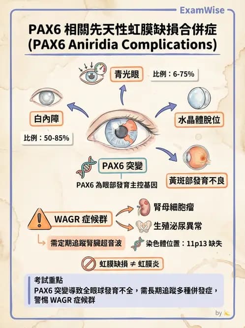 驗光師 - 眼球中層與前房 - AI 圖文解析預覽