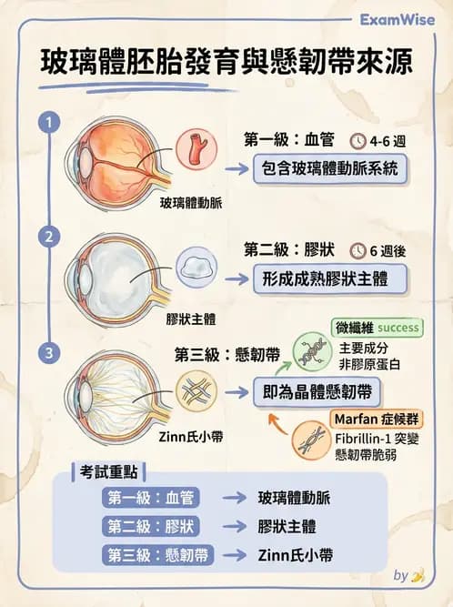 驗光師 - 眼球胚胎發育 - AI 圖文解析預覽
