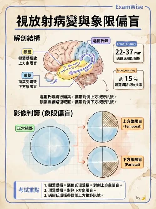 驗光師 - 視覺神經傳導系統 - AI 圖文解析預覽