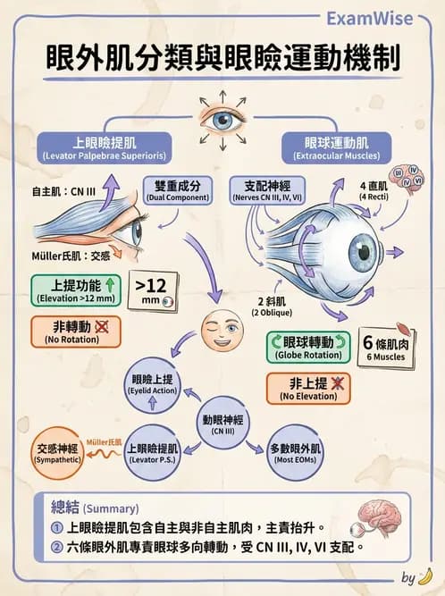 驗光師 - 眼外肌與眼球運動 - AI 圖文解析預覽