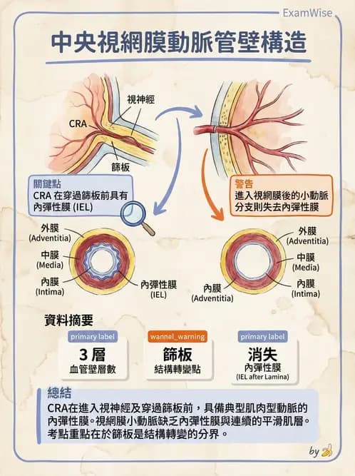 驗光師 - 眼循環系統 - AI 圖文解析預覽