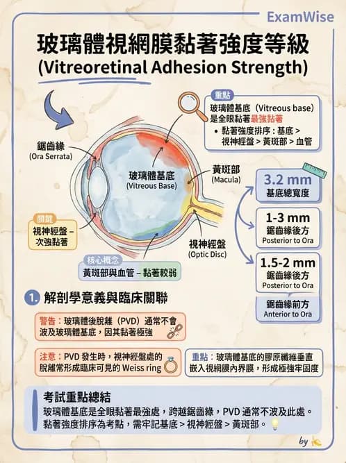 驗光師 - 水晶體與玻璃體 - AI 圖文解析預覽