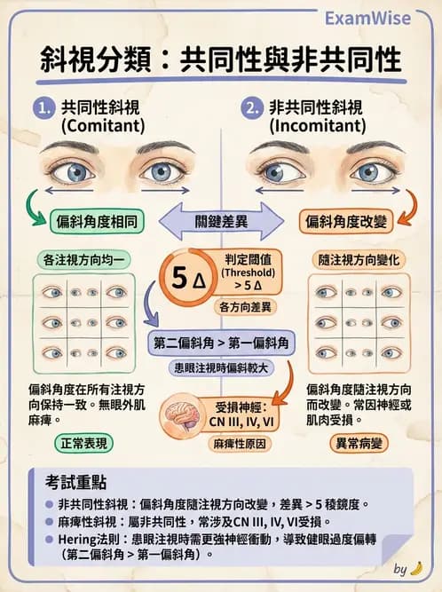 驗光師 - 眼外肌與眼球運動 - AI 圖文解析預覽