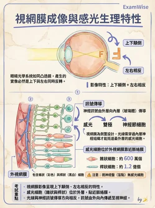 驗光師 - 視網膜 - AI 圖文解析預覽