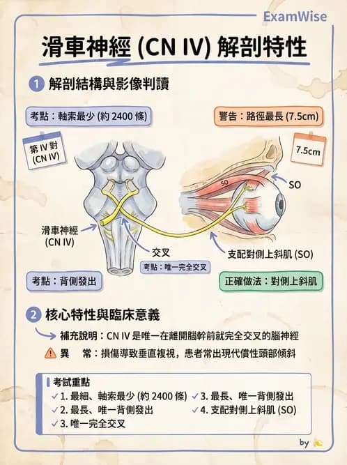 驗光師 - 眼部腦神經解剖與麻痺 - AI 圖文解析預覽