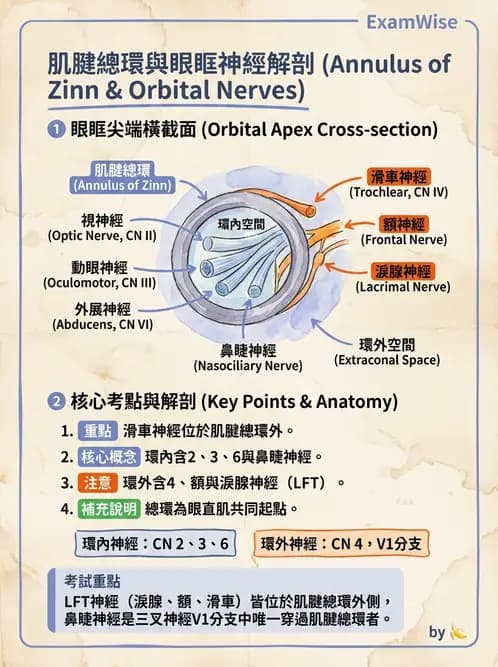 驗光師 - 眼窩骨骼與開口解剖 - AI 圖文解析預覽