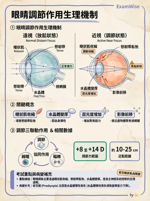 驗光師 - 調節機制與調節量計算 - AI 圖文解析預覽
