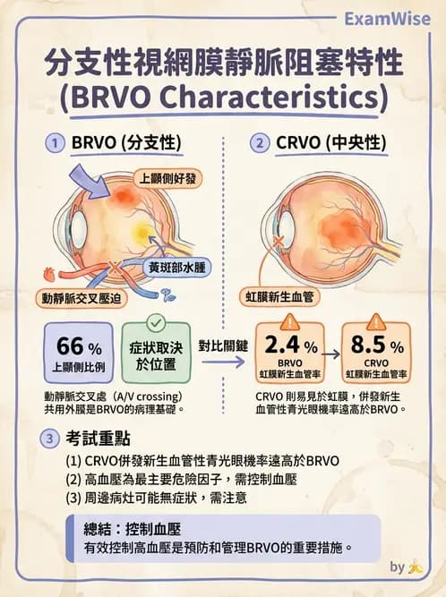 驗光師 - 血管阻塞、甲狀腺眼疾與其他全身性眼病變 - AI 圖文解析預覽