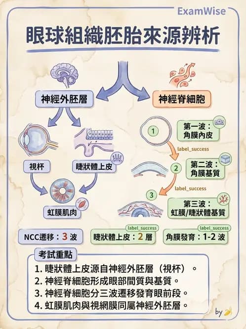 驗光師 - 眼球胚胎發育 - AI 圖文解析預覽