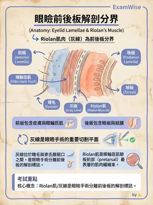 驗光師 - 眼附屬系統 - AI 圖文解析預覽