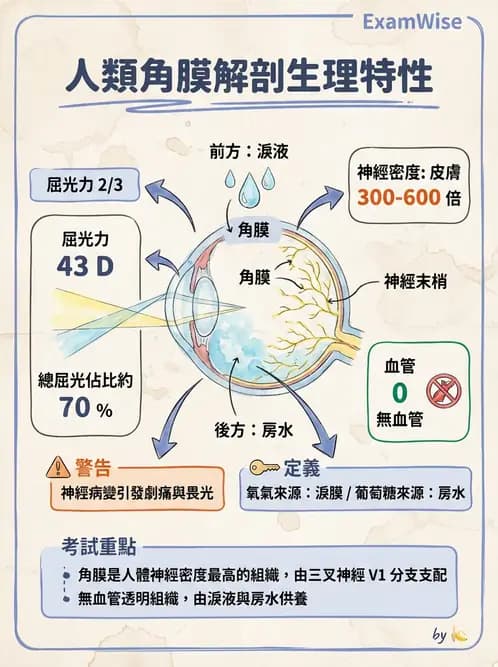 驗光師 - 眼球外層構造 - AI 圖文解析預覽