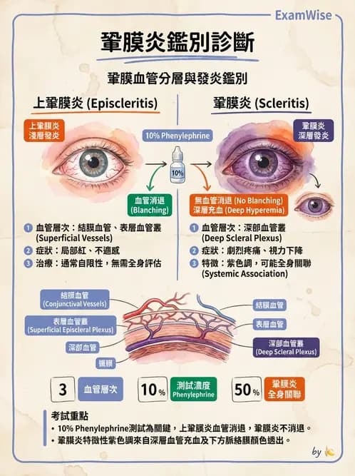 驗光師 - 眼球外層構造 - AI 圖文解析預覽
