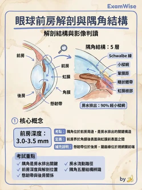 驗光師 - 眼球中層與前房 - AI 圖文解析預覽