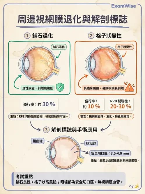 驗光師 - 視網膜 - AI 圖文解析預覽