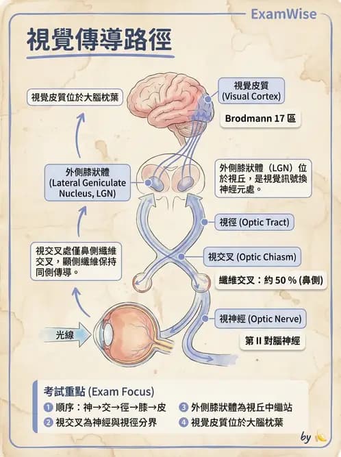 驗光師 - 視覺神經傳導系統 - AI 圖文解析預覽