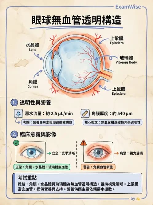 驗光師 - 眼循環系統 - AI 圖文解析預覽