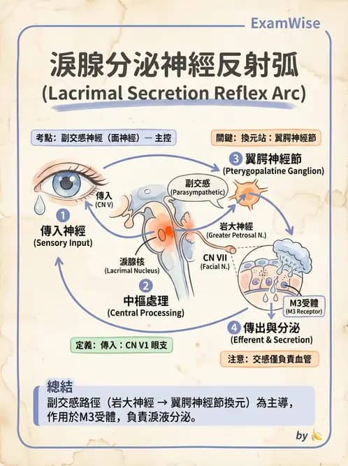 驗光師 - 眼附屬系統 - AI 圖文解析預覽