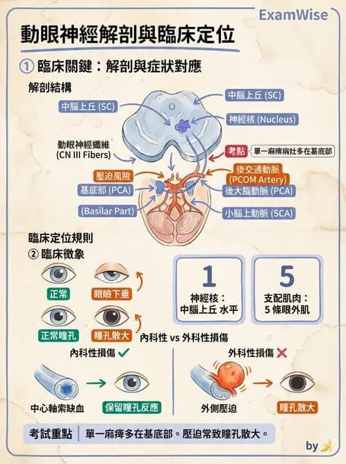 驗光師 - 眼部腦神經解剖與麻痺 - AI 圖文解析預覽