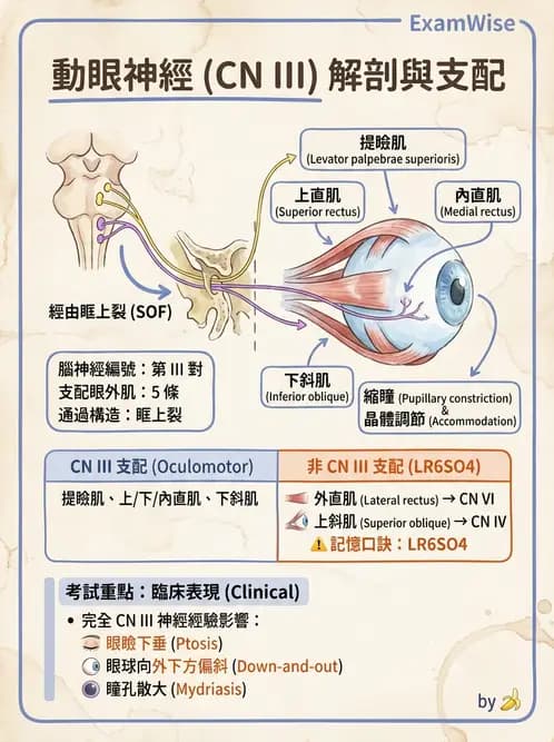 驗光師 - 眼部腦神經解剖與麻痺 - AI 圖文解析預覽