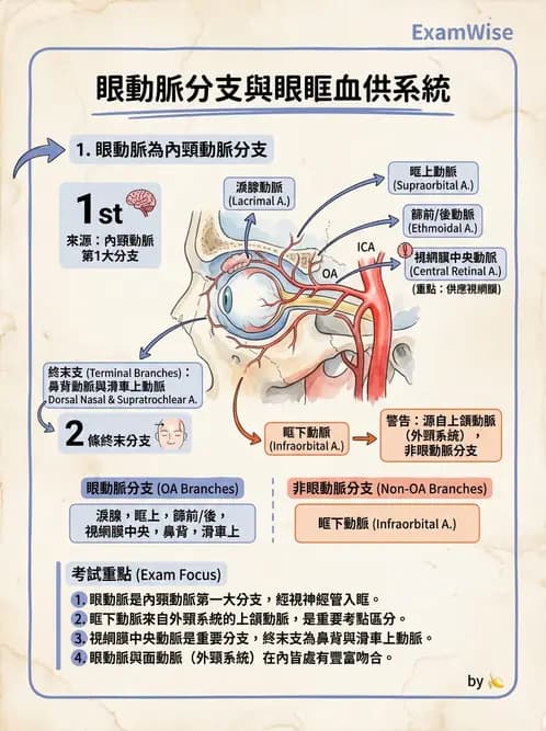 驗光師 - 眼循環系統 - AI 圖文解析預覽
