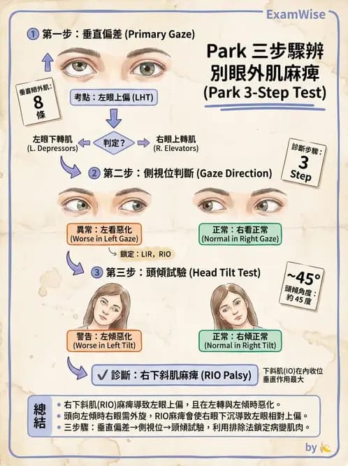 驗光師 - 斜視 - AI 圖文解析預覽