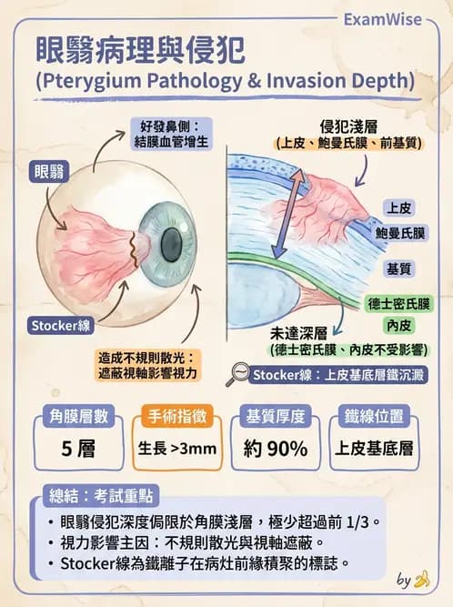 驗光師 - 角膜退化疾病與眼表問題 - AI 圖文解析預覽