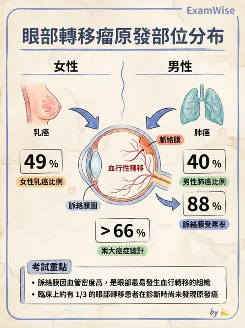 驗光師 - 血管阻塞、甲狀腺眼疾與其他全身性眼病變 - AI 圖文解析預覽