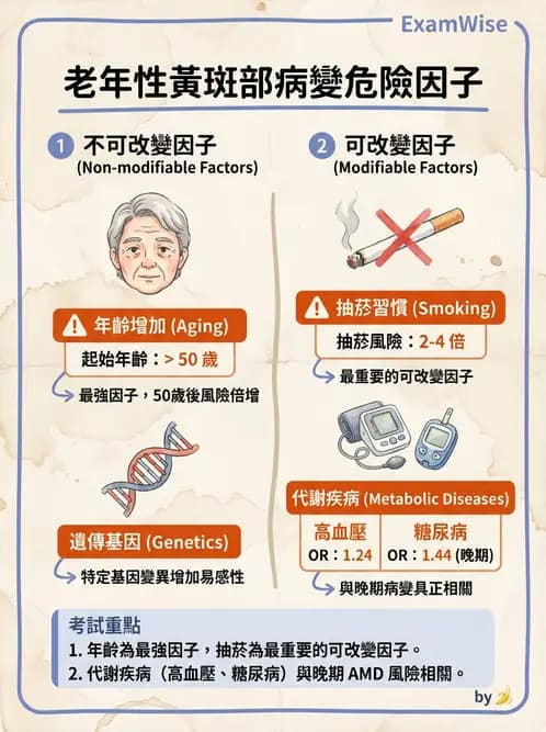 驗光師 - 老年性黃斑部及眼部退化疾病 - AI 圖文解析預覽