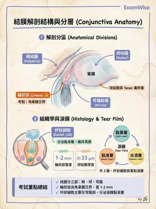 驗光師 - 眼附屬系統 - AI 圖文解析預覽