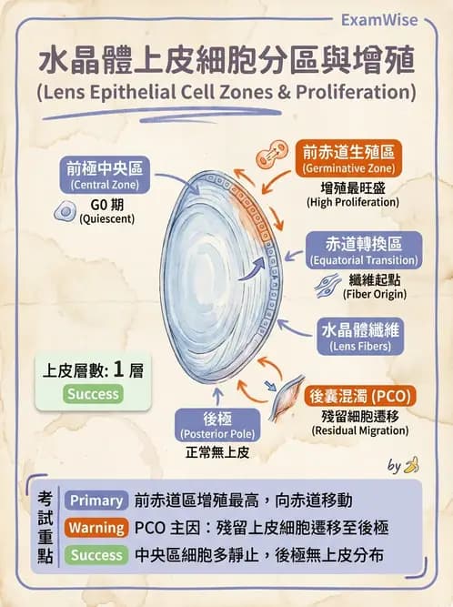 驗光師 - 水晶體與玻璃體 - AI 圖文解析預覽
