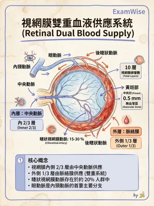驗光師 - 眼循環系統 - AI 圖文解析預覽