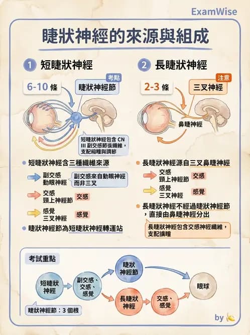 驗光師 - 眼部反射弧與自主神經調控 - AI 圖文解析預覽