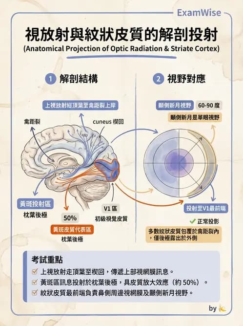驗光師 - 視覺神經傳導系統 - AI 圖文解析預覽