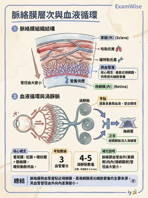 驗光師 - 眼循環系統 - AI 圖文解析預覽