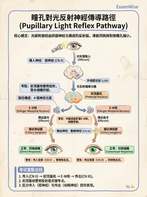 驗光師 - 眼部反射弧與自主神經調控 - AI 圖文解析預覽