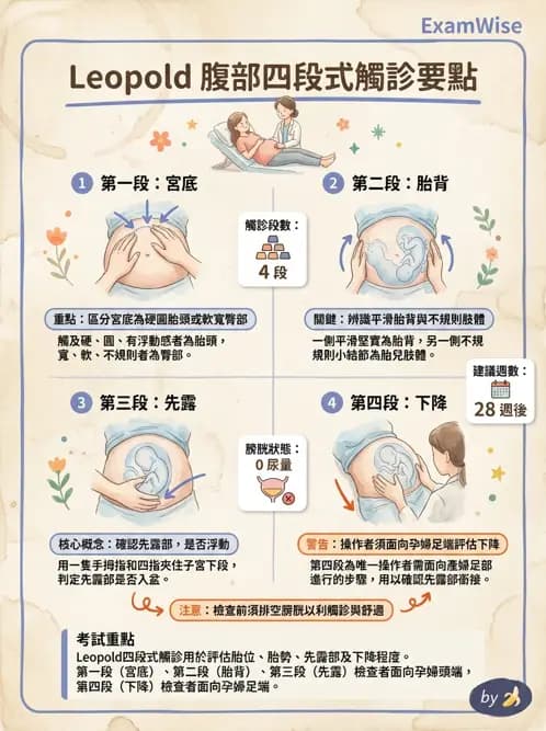 護理師 - 胎兒發育與監測評估 - AI 圖文解析預覽